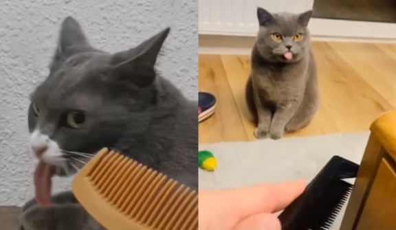 Why do cats gag when owners scrape their fingers on a comb?