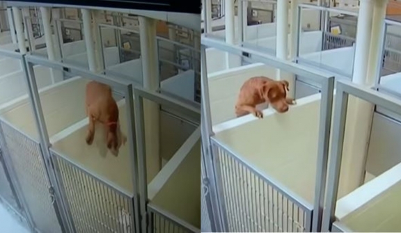 Inseparable shelter dog jumps over a concrete wall to keep best friend company 