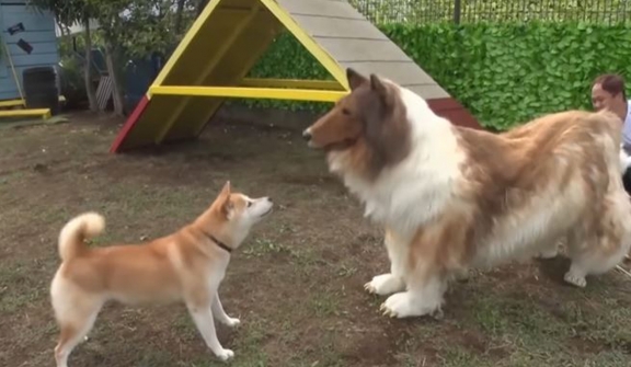  Man who spent $14k to become a Collie dog meets a REAL dog in life 
