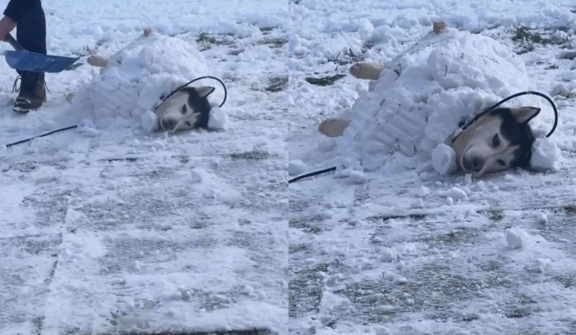 Dad builds snow fort for rescued husky with a passion for the cold 