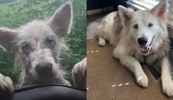 Devastated dog climbs up on the window of the truck driver begging for help