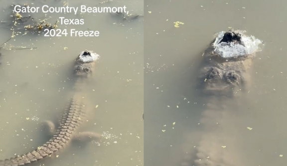 How do alligators survive when the water is icy