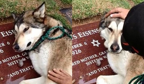 Dog sob at deceased owner's grave 