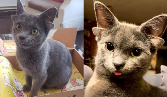 Extremely rare 4-eared cat looks like a sci-fi alien pet