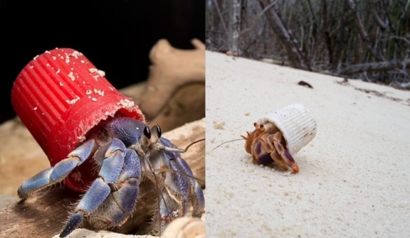 Hermit crab forced to live in trash, turning to toothpaste cap as home