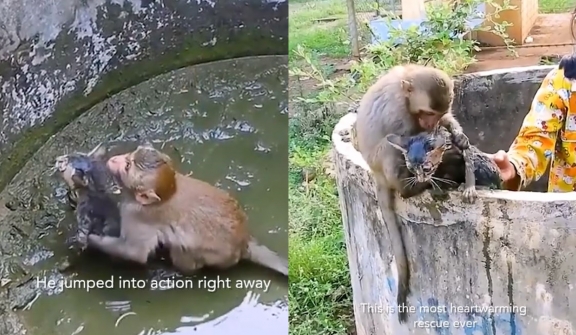 Monkey rescues kitten stuck in an abandoned muddy well