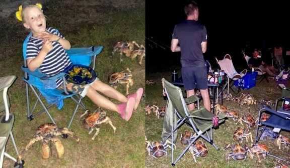 Moment giant 'robber' crabs interrupt family's camping barbecue