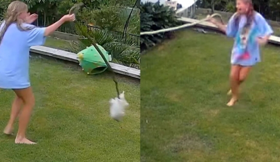 Girl whirls huge snake around to save guinea pig's life from being eaten by snake 