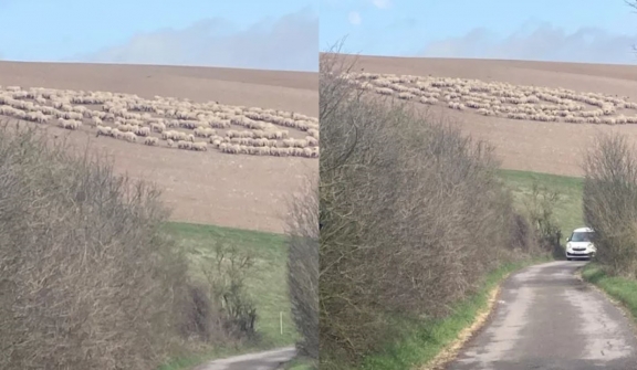 Mystery of sheep standing in concentric circles in a field likely alien ship baffles social 