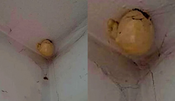 Woman asked on Facebook after spotting a bizarre “egg” that appeared on the ceiling