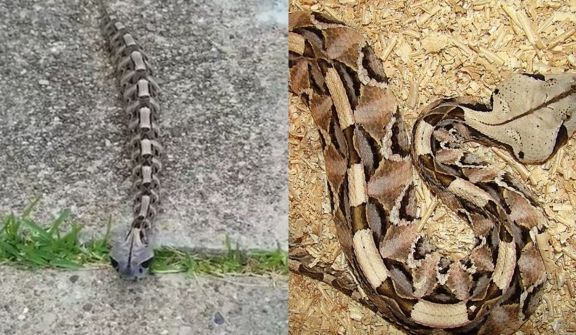 The gaboon viper: Master of camouflage and lethal precision