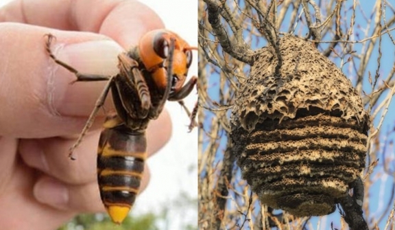 Residents horrified after spotting a large Asian hornet nest in abandoned house
