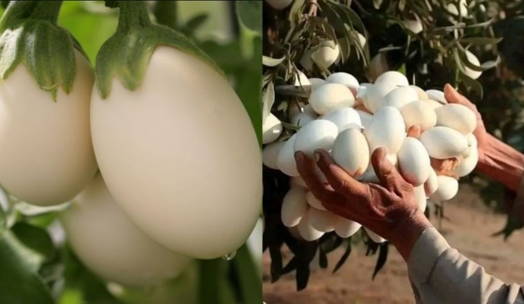 Farmers baffled after spotting white eggs hanging from a tree—what they really were