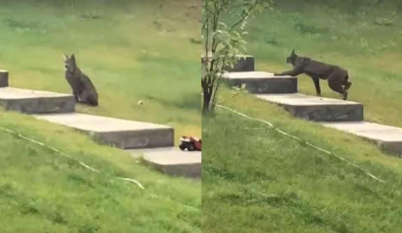 Black Canada Lynx spotted on camera for the first times, leaving Internet into a frenzy