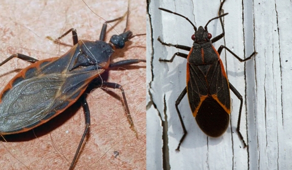 Kissing Bugs - the deadliest insect on Earth 