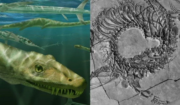  Scientists discover 240-million-year-old  ‘dragon’ fossil