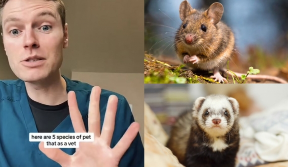 Vet explained why five animals he would never have as pets