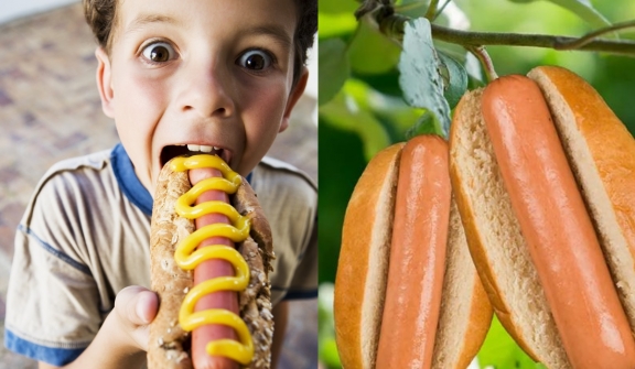 Scientists reveal that a number of American kids believe hot dogs and bacon come from plant 