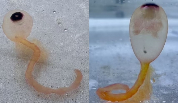 Eyeball-like 'Spaghetti monsters' washing up on Texas coast