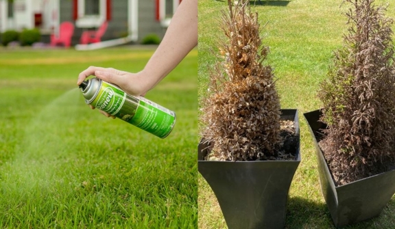 Woman reveals genius 'hack' for reviving dying plants 