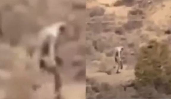 Mysterious 'man-like creature' was spotted roaming through the desert