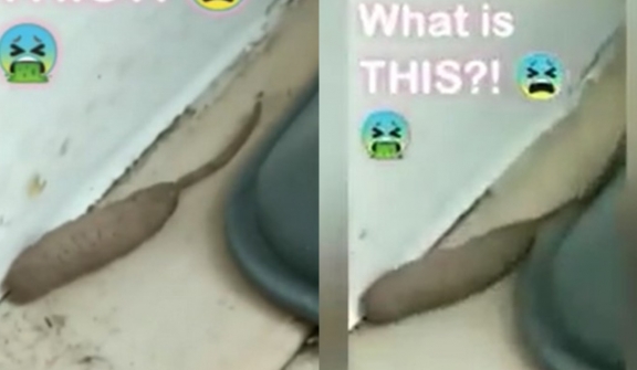 Woman stunned after spotting mystery rat-worm creature, 'alien'-like, crawling around home