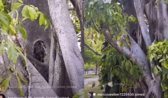 People stunned after spotting 'tiny people' frpm hollow tree in viral video