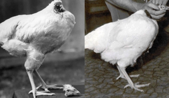Headless chicken survived for a staggering 18 months after beingstruck with axe in slaughter