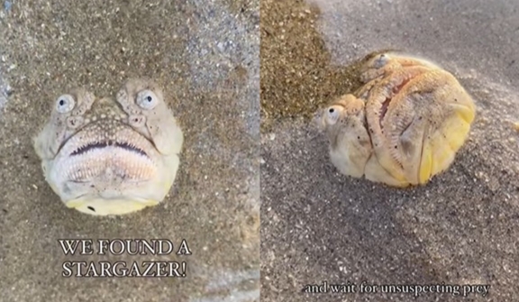 Beachgoer stunned after spotting a quirky fish with an open mouth staring at onlooker