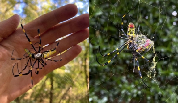  East Coast faces to invasion of giant venomous flying spiders with 4-inch legs 