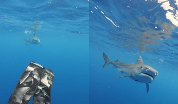 Expert explains why you shouldn't swim away from a shark