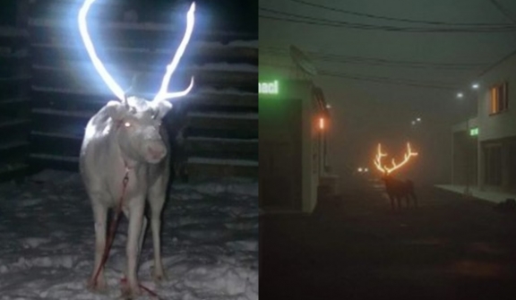 People just discovering why reindeer have glow-in-the-dark antlers on road