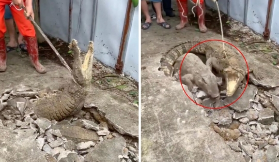 3 crocodiles unearthed, sending shivers down spines and neighborhood panic