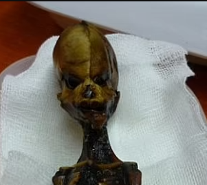 UFO hunters claim 'alien' mummy is remains of a six-Inch extinct species, sparking debate about its origin 4