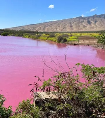 Water in Hawaii suddenly turns a strange magenta color, sparking warning theories 3