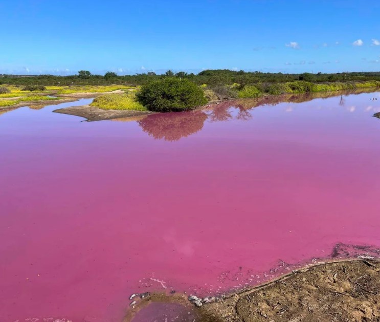 Water in Hawaii suddenly turns a strange magenta color, sparking warning theories 4