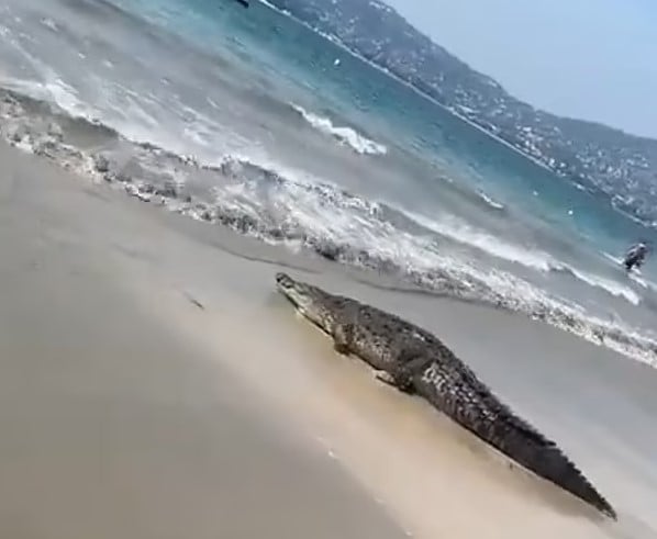 Crocodiles caused a terrifying moment, prompting swimmers to rush from the Mexican beach 1