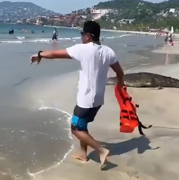 Crocodiles caused a terrifying moment, prompting swimmers to rush from the Mexican beach 3