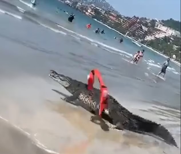 Crocodiles caused a terrifying moment, prompting swimmers to rush from the Mexican beach 2