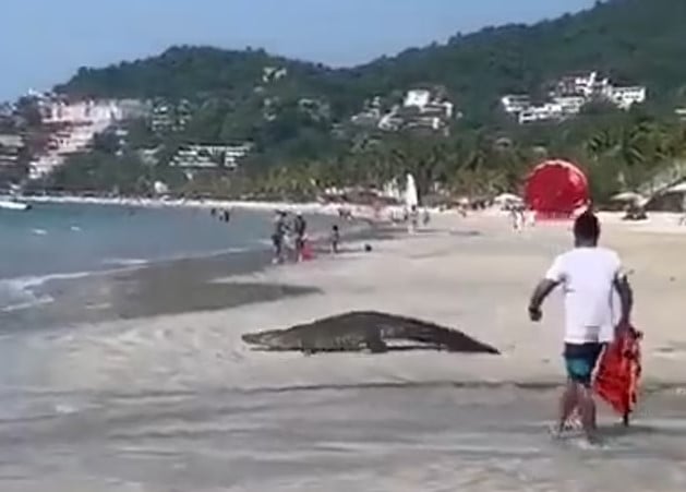 Crocodiles caused a terrifying moment, prompting swimmers to rush from the Mexican beach 4