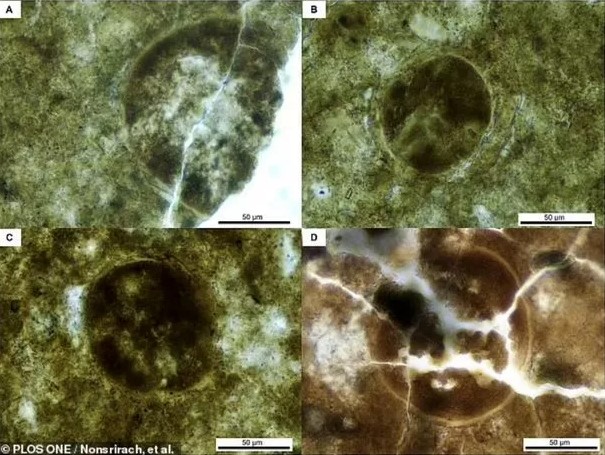Scientists discover 200 million-year-old parasite eggs of ancient predator 2