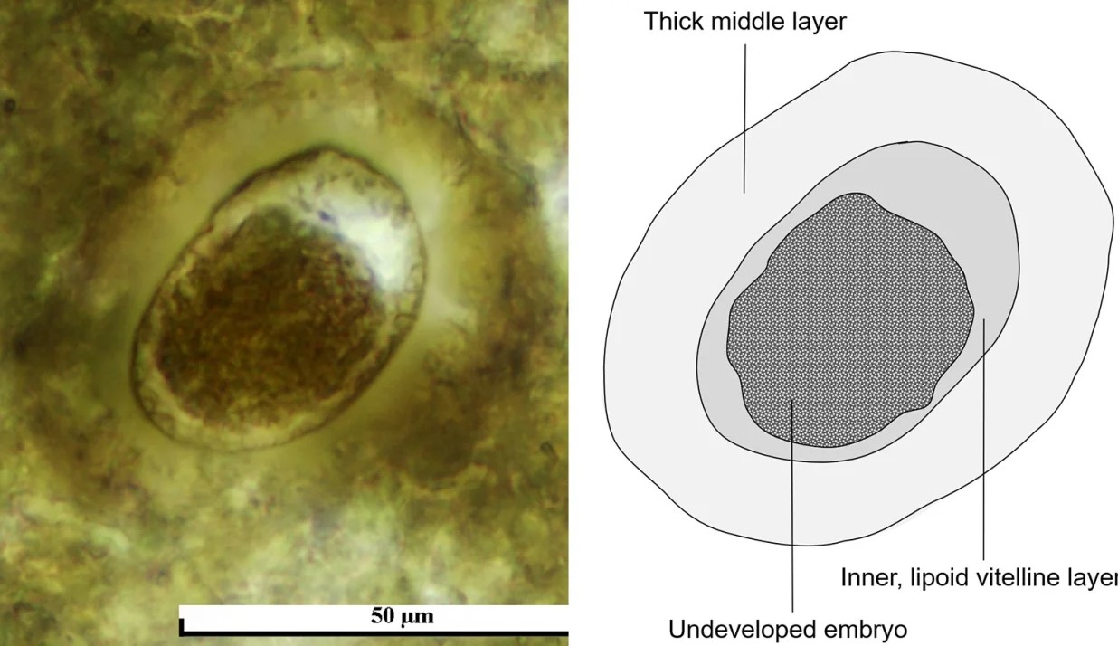 Scientists discover 200 million-year-old parasite eggs of ancient predator 4