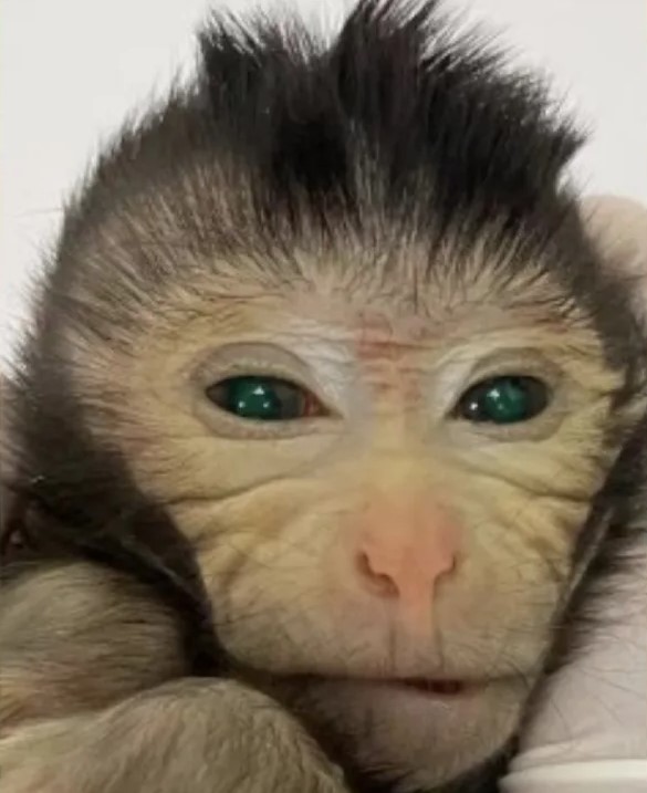 Scientists use two sets of DNA to create a chimera monkey 1