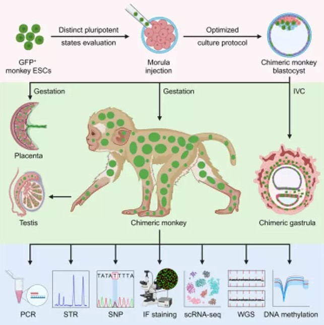 Scientists use two sets of DNA to create a chimera monkey 3