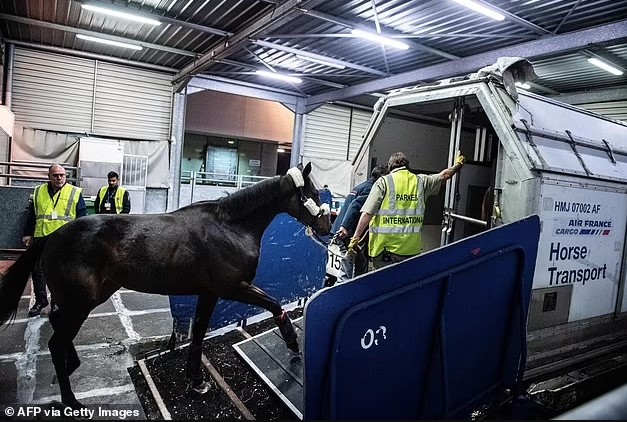 Flight forced to make emergency landing after horse breaks free in cargo hold 2