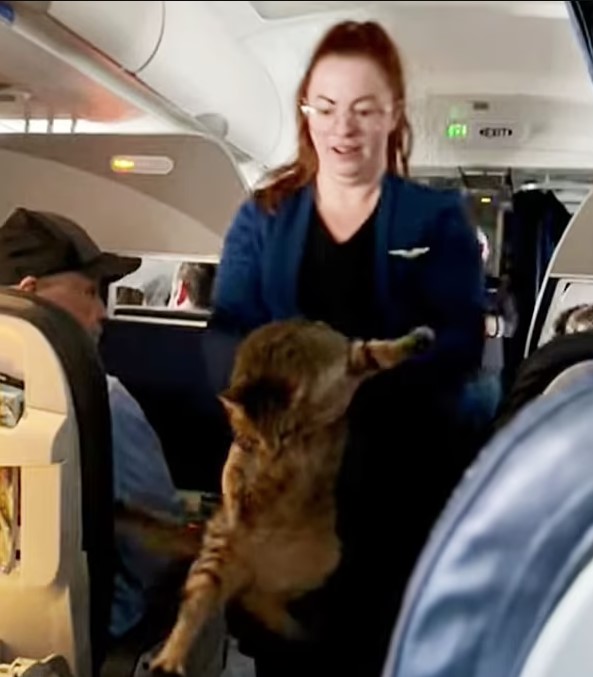 Flight forced to make emergency landing after horse breaks free in cargo hold 4