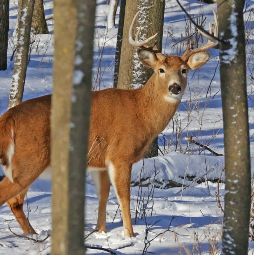 'Zombie deer' may be spreading disease risk to humans 5