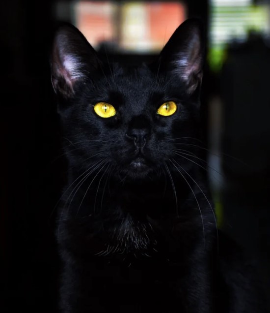 Black cats are one of the top taboos on Friday the 13th. Image Credit: Getty