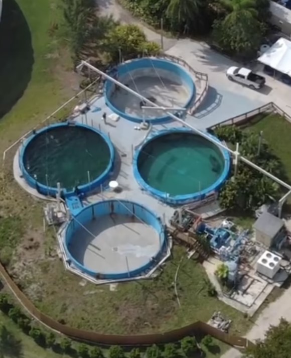 Heartbreaking isolated existence of 67-year-old Romeo in an 'off-limits' part of Miami Seaquarium 4