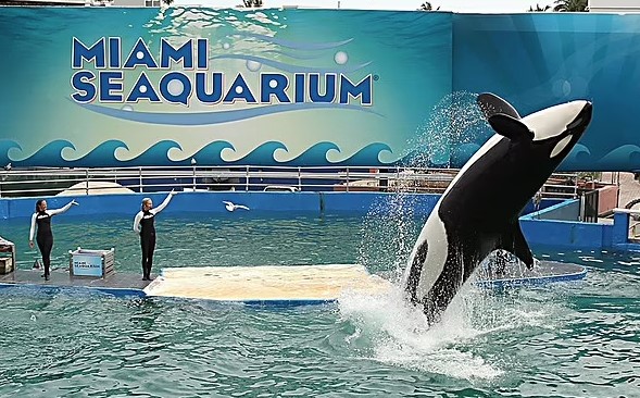 Heartbreaking isolated existence of 67-year-old Romeo in an 'off-limits' part of Miami Seaquarium 6